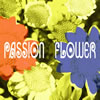 T-スクエア「Passion Flower」
